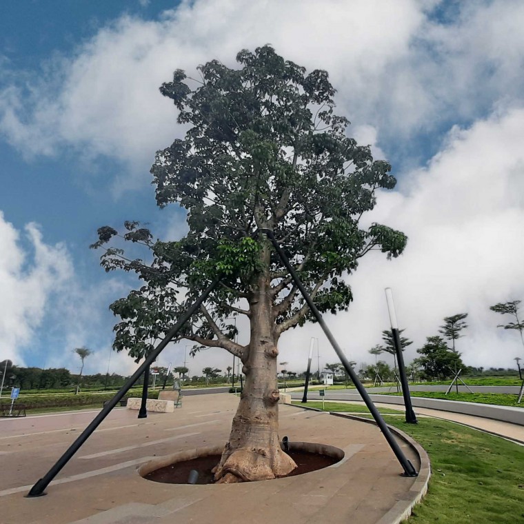 Pohon Baobab